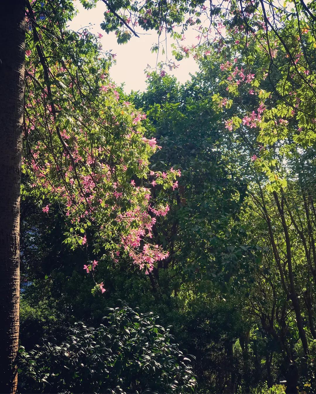 柳州10元一碗粉多菜,柳州最多配菜的螺蛳粉