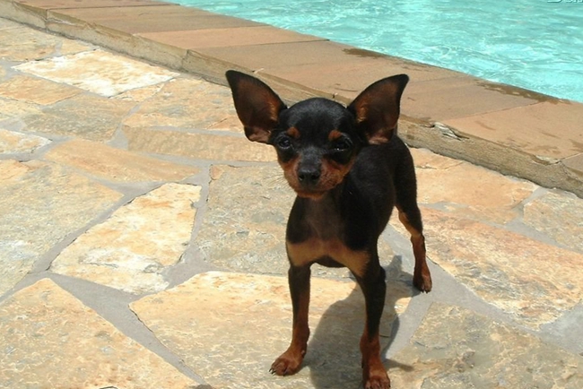 小鹿犬骨折期间怎么照顾？需要每天喝骨头汤吗？喝哪些汤？