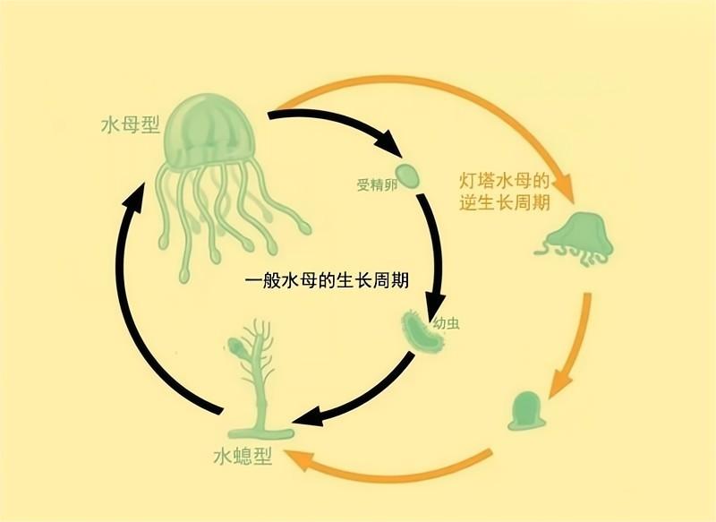 永生的灯塔水母有记忆吗,灯塔水母能永生的详细研究