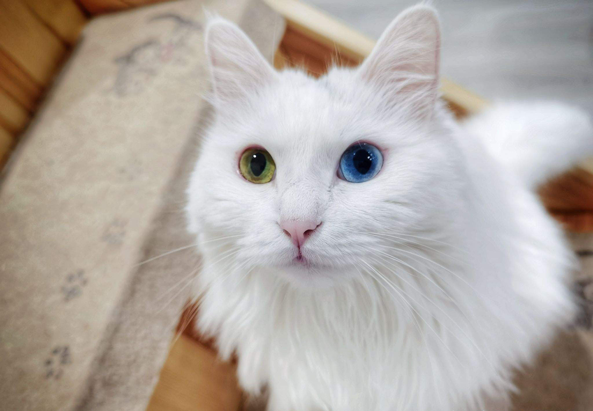 中华田园猫黑猫和孟买猫怎么区分,中华田园猫12个品种图哪个最好养