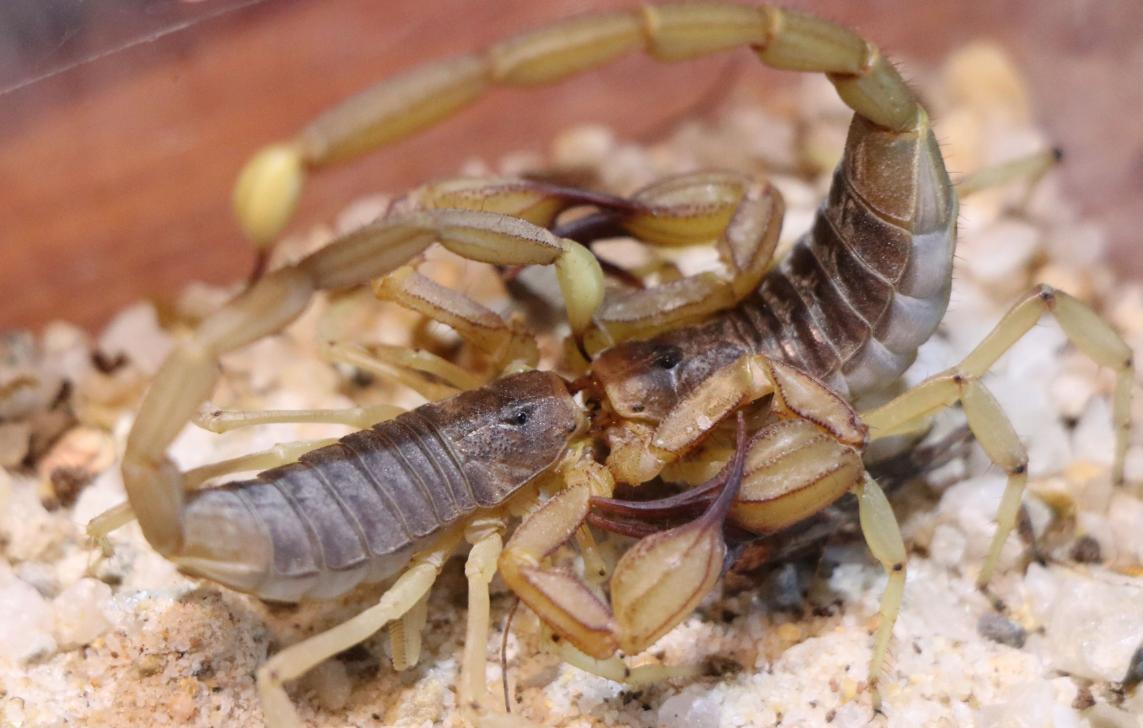 不同蝎子的生存温度,不同物种的蝎子