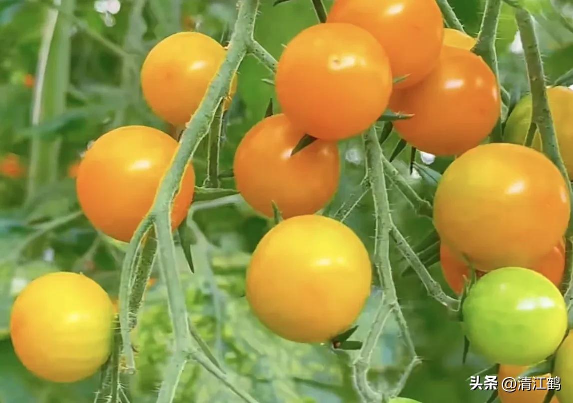 常用植物生长调节剂正确使用方法,植物调节剂喷后几个小时见效果