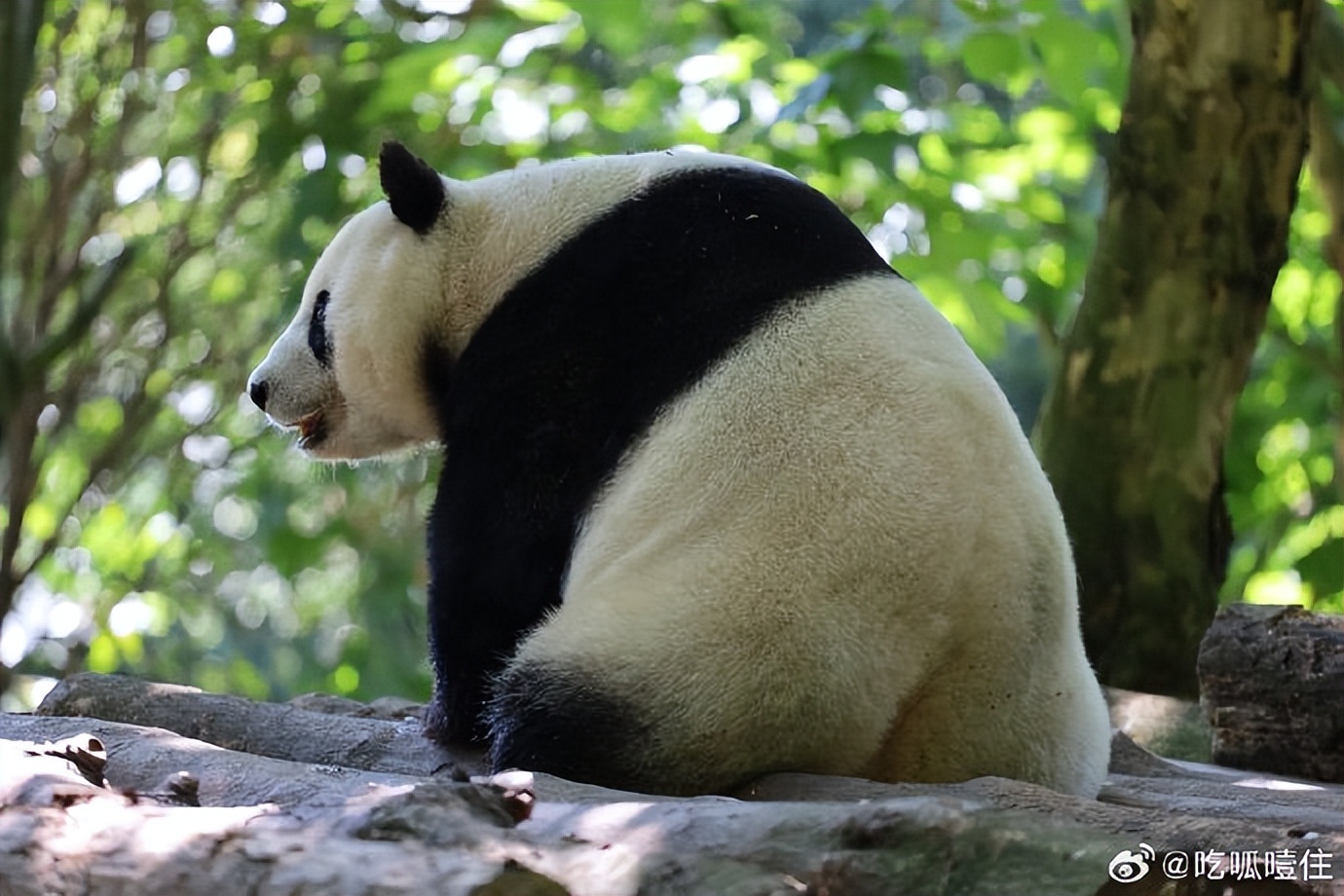 不高的高高和他不白的老婆白云——91年出生的童颜女神大熊猫白云