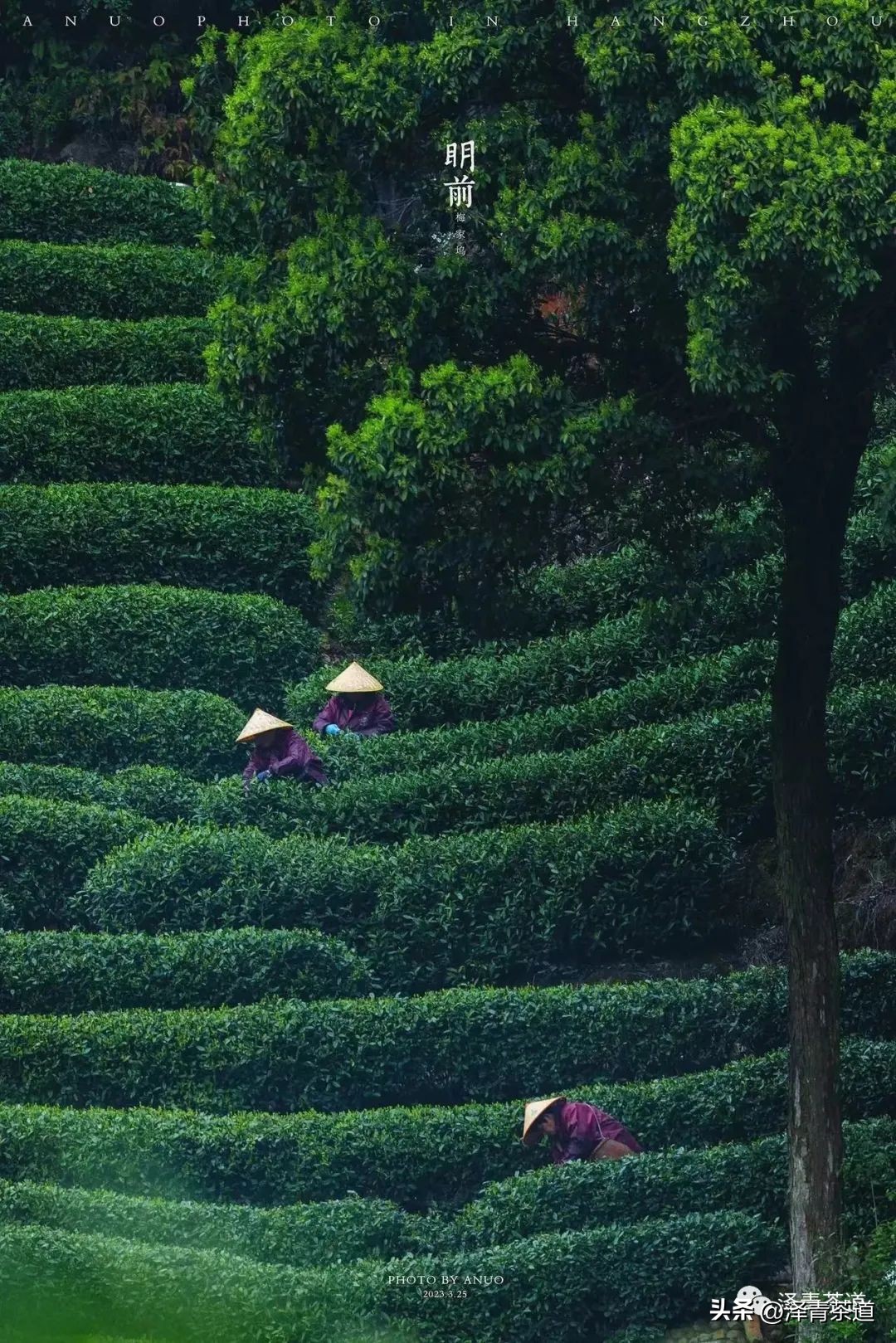 十大名茶是指哪十大,中国十大名茶最新排行建议收藏