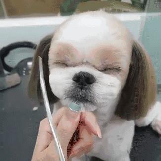 十种最好养的小型犬家养小宠物,建议新手养的10种狗小型犬智商高