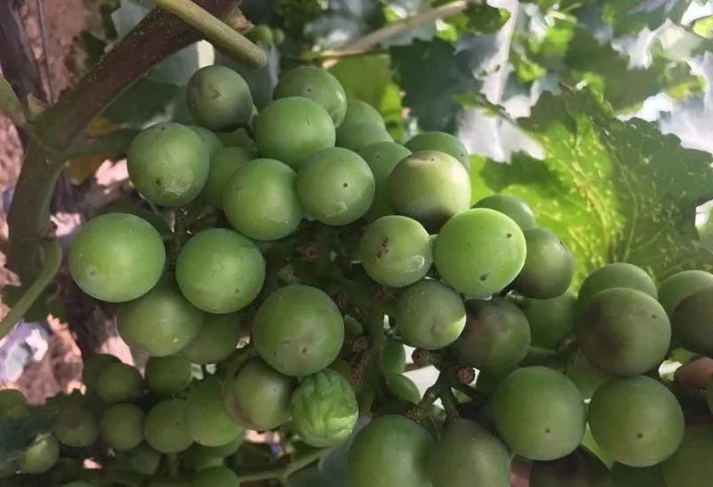 怎样让葡萄没有硬核期,葡萄硬核期要施肥