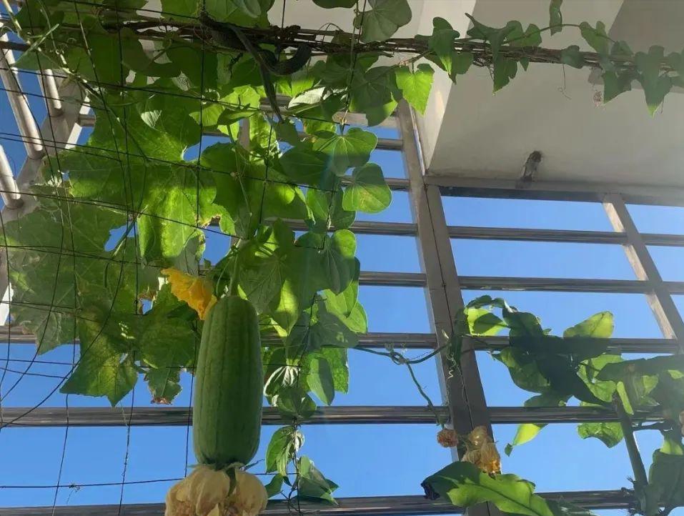 阳台适合种的果树蔬菜,阳台可以种植什么小果树