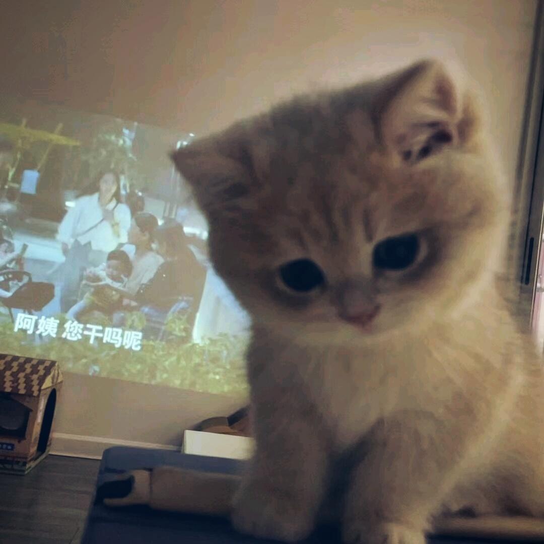 萌萌小猫头像大全可爱,动物头像猫咪可爱