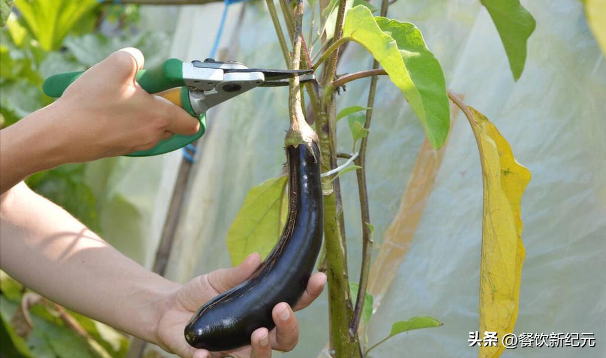 小暑养生小窍门,最全小暑养生食谱