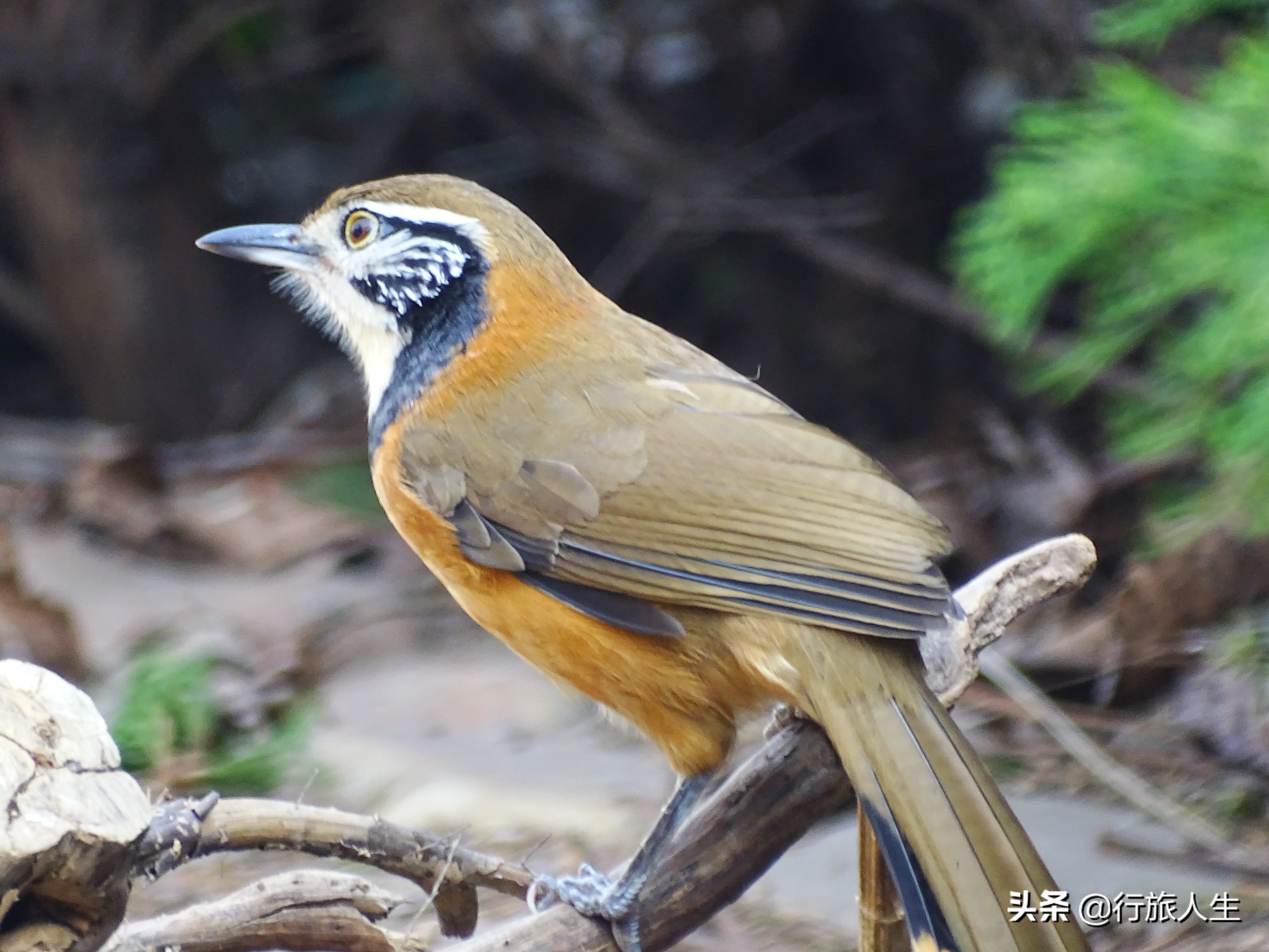 冬日的鸟儿文案,冬日鸟儿在树上图片