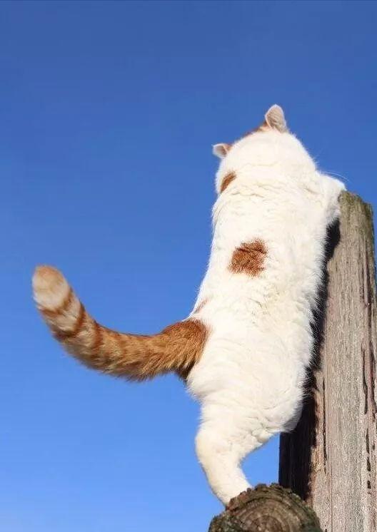 你不知道的养猫冷知识,养猫的10个小知识