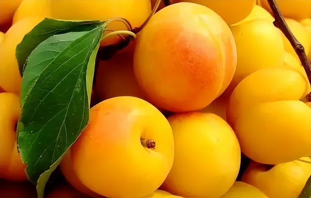 *疆新**瓜果季之“杏”福生活