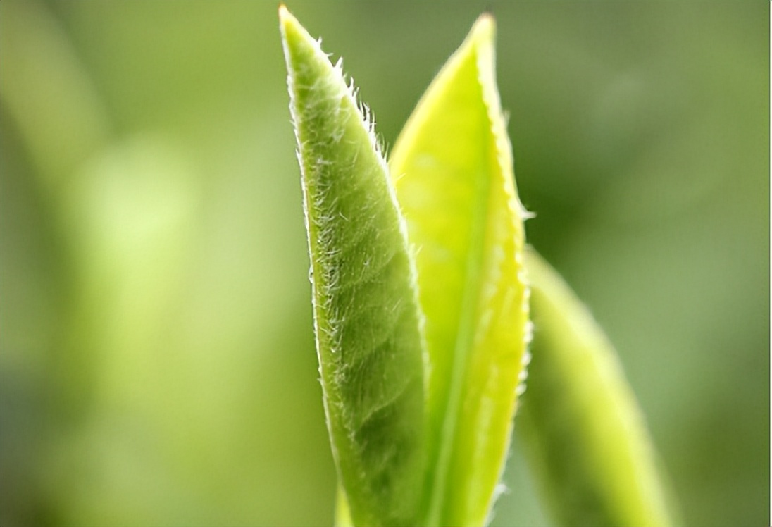 六大茶类中哪种茶泡茶最需要技术,武夷岩茶茶汤甘醇鲜滑