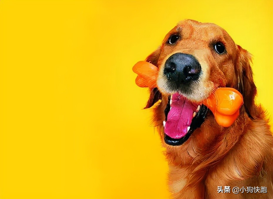 狗狗换了新环境一直叫怎么办,主人不在家狗狗一直叫怎么办