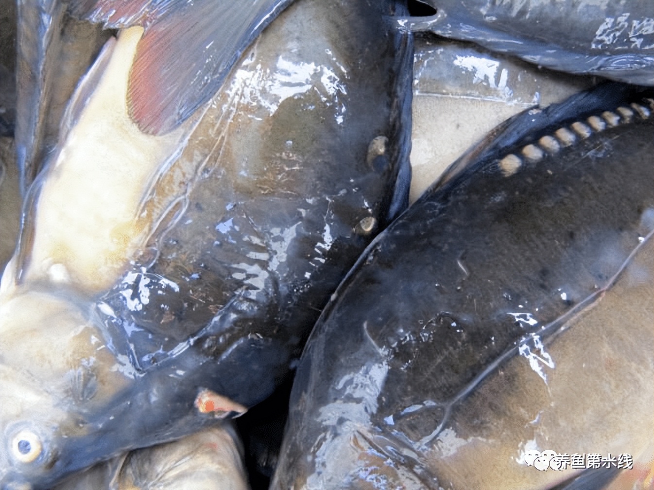 鲤浮肿病毒,CEV：鲤浮肿病研究进展与治疗鲤传染性水肿病的探讨