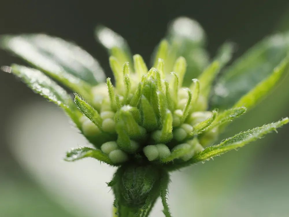 微距微观世界摄影作品,微距拍摄最佳作品