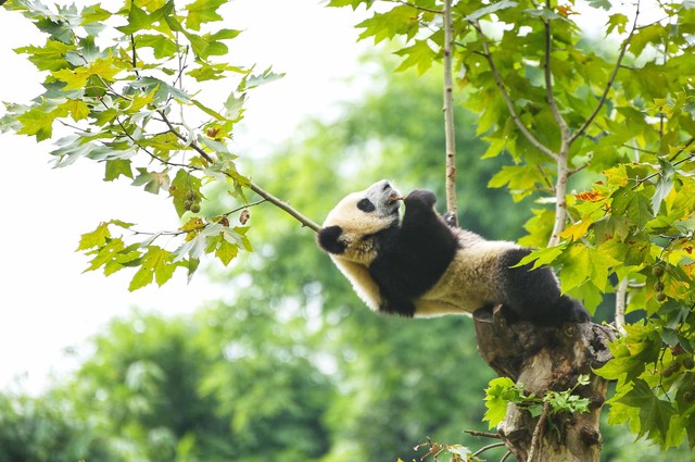 暑假带娃不知道去哪里玩,暑假不知带孩子去哪里