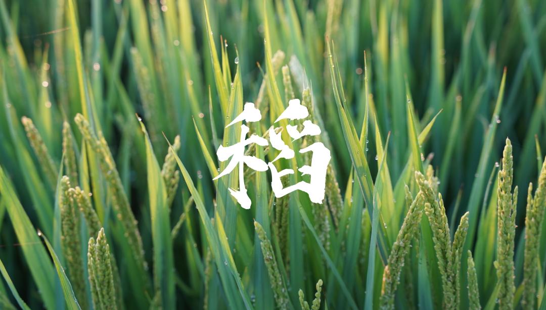 舜丰科普|水稻：源于中国的口粮大户