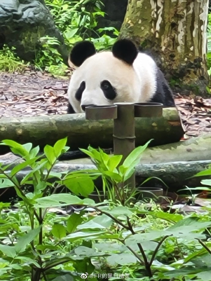 不高的高高和他不白的老婆白云——91年出生的童颜女神大熊猫白云