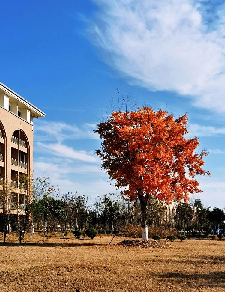 层林尽染的视频号,濮阳医专学历怎么样