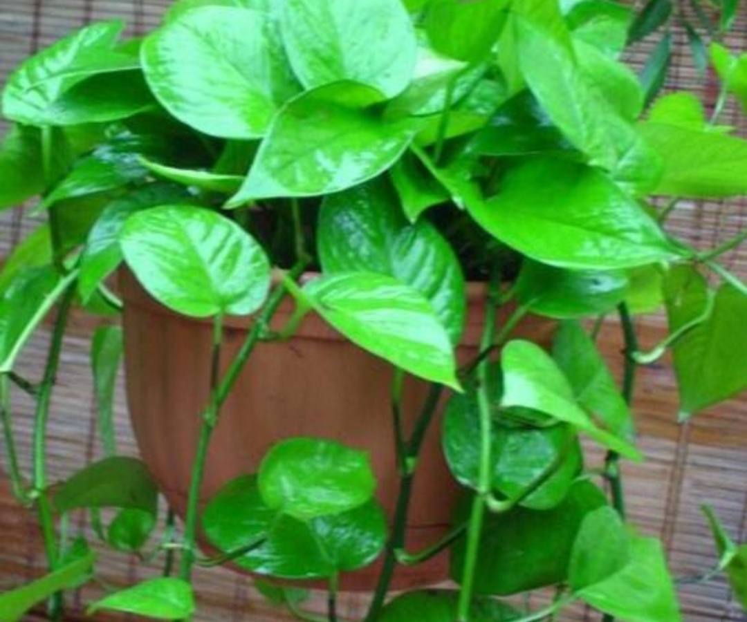 绿萝这样浇水不黄叶不烂根,教你几个小技巧让绿萝枝繁叶茂