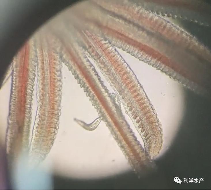 杀虫以后鲈鱼肝脏发黄,杀虫后鱼的状态很差