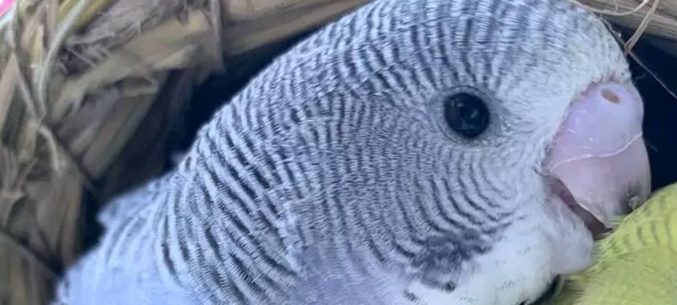 虎皮鹦鹉只下一个蛋怎么回事,虎皮鹦鹉卡蛋有哪些症状