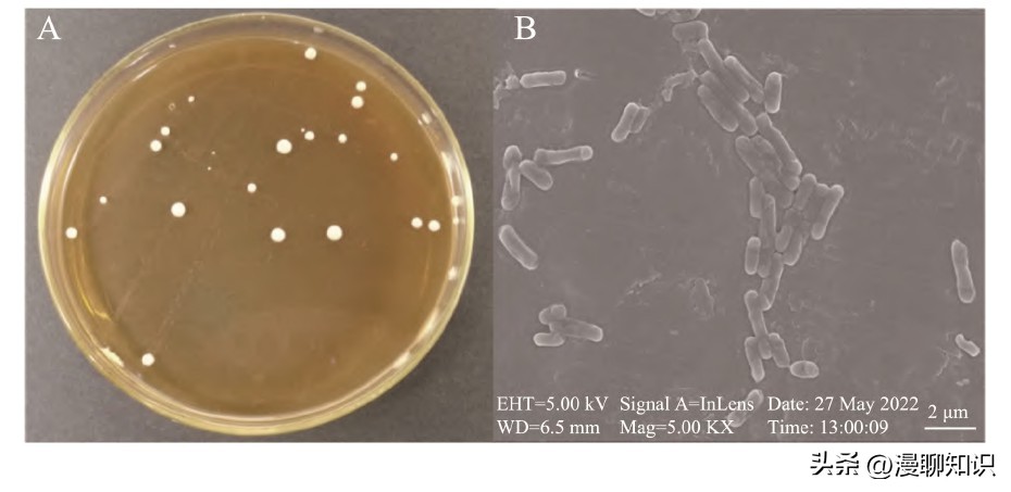 抑制幽门螺旋杆菌的乳酸菌,抑制幽门螺杆菌的乳酸菌