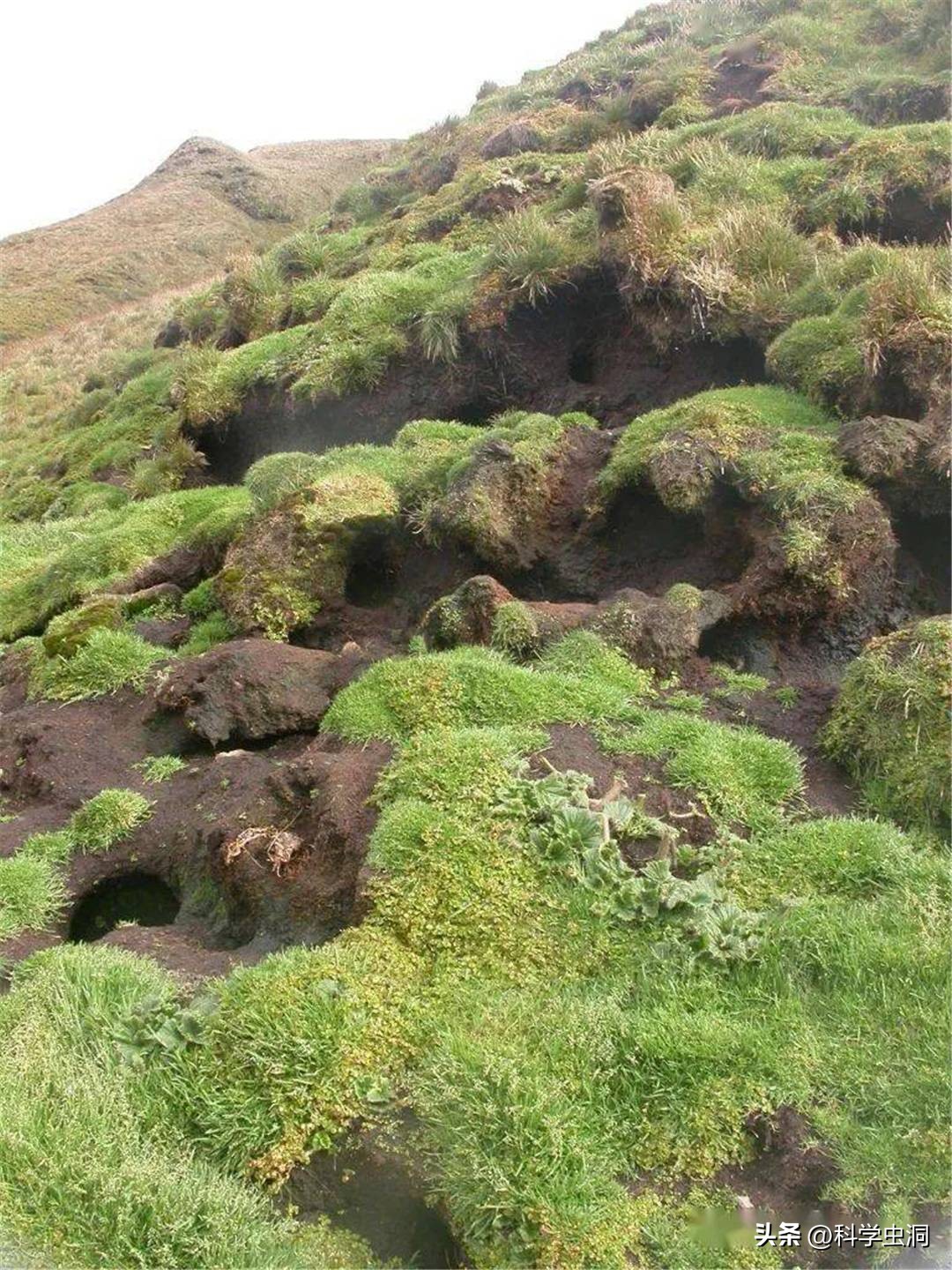 澳洲的野兔泛滥成灾的主要原因,澳洲野兔泛滥源头