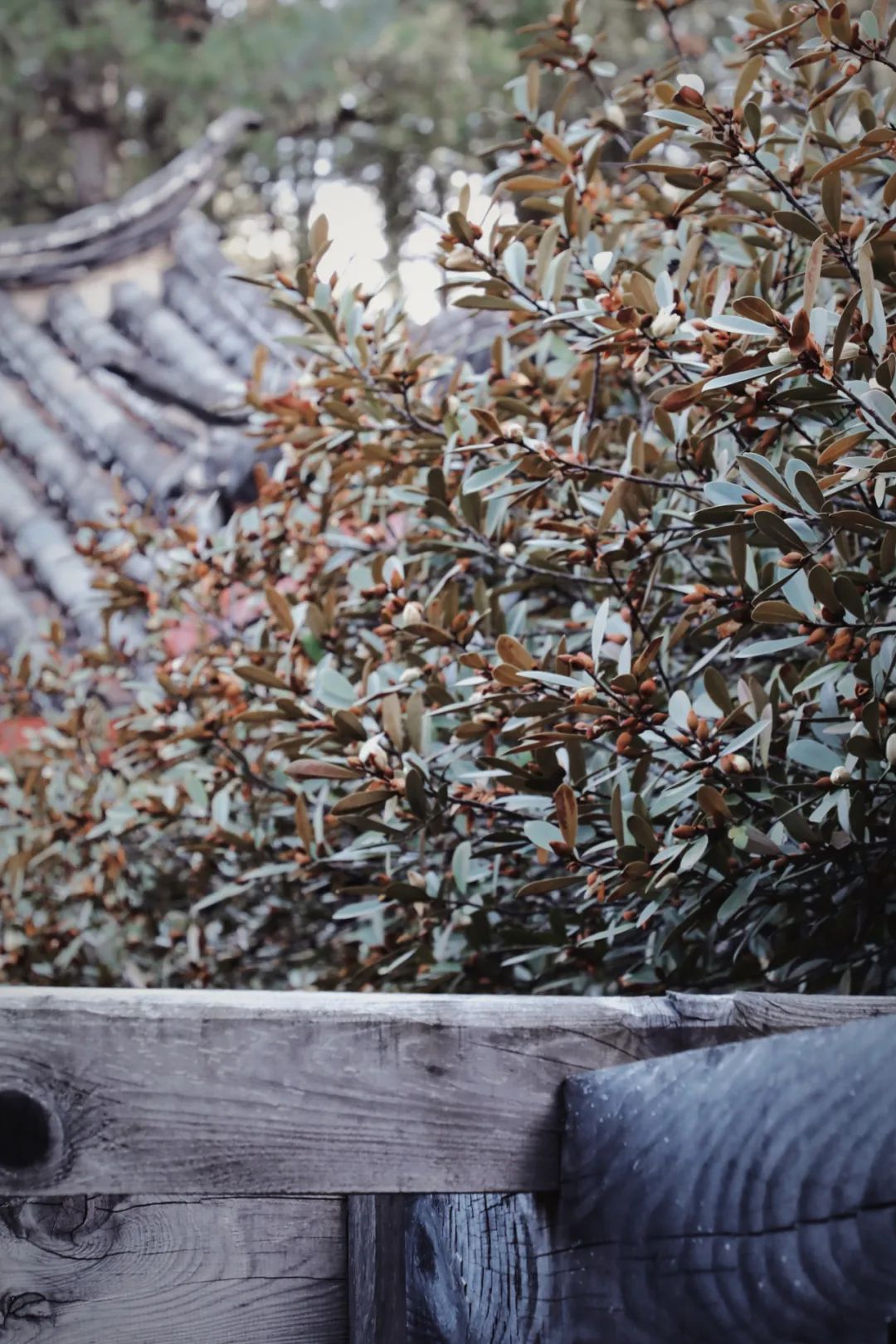 玉峰寺茶花,昆明金殿看茶花