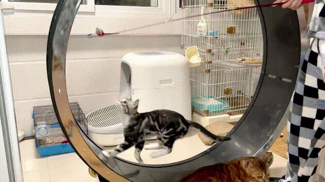 液体猫是真的吗,为什么都说猫咪是液体猫