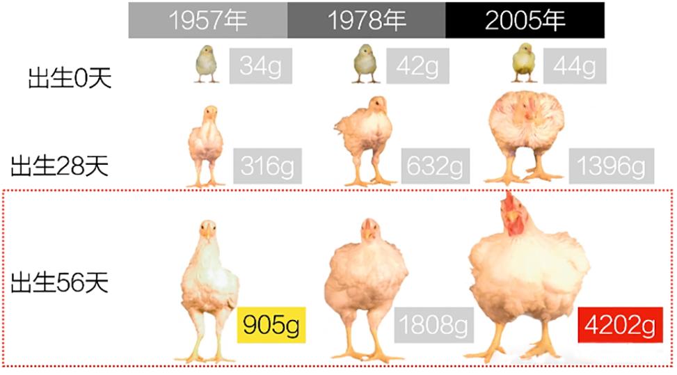 为什么感觉母鸡不用受精，却能天天下蛋？人类利用了鸡身上的bug