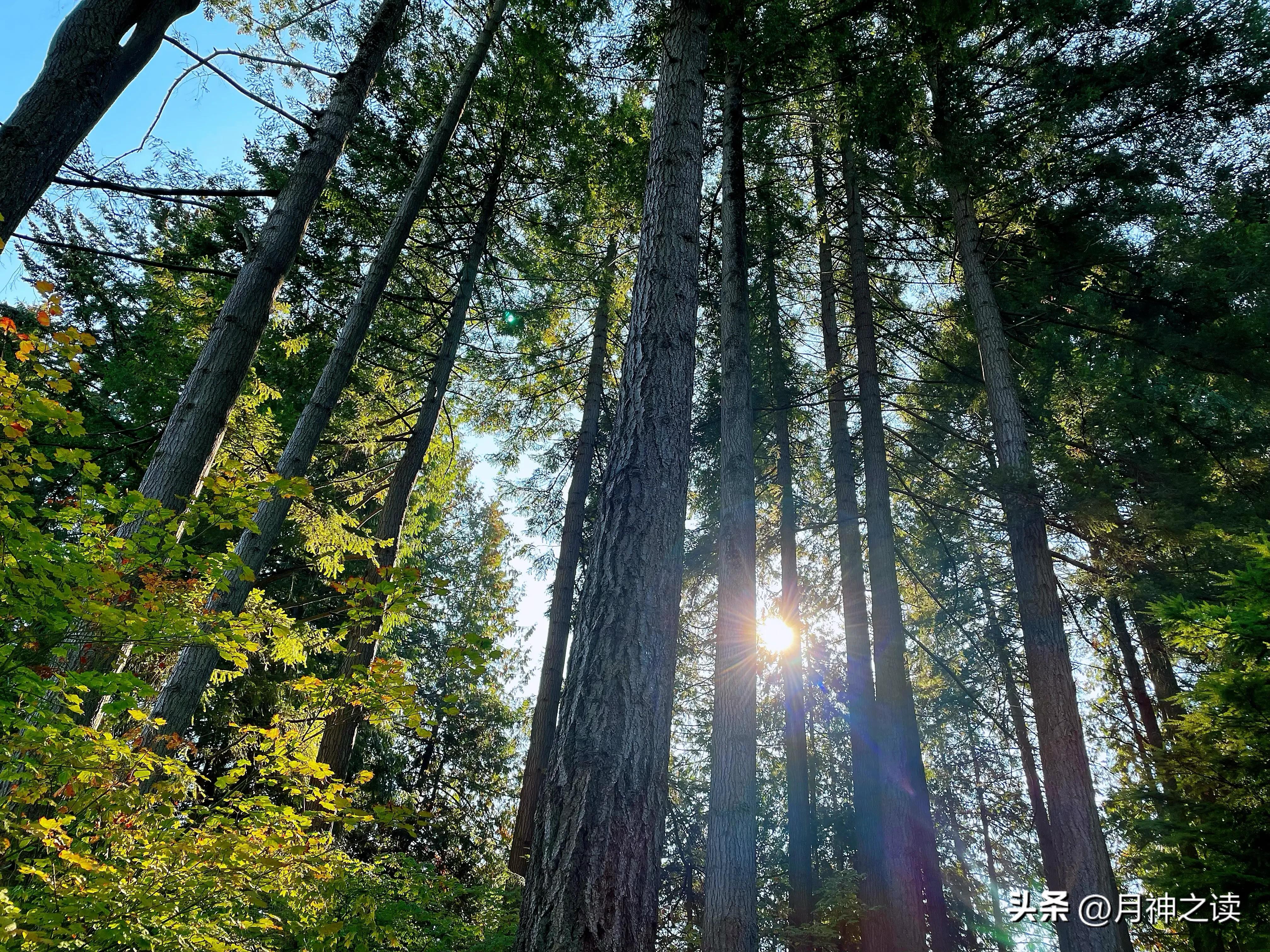 鑸掓浖妫灄鎯呮櫙,妫灄鎯呮櫙鑸掓浖闅惧害