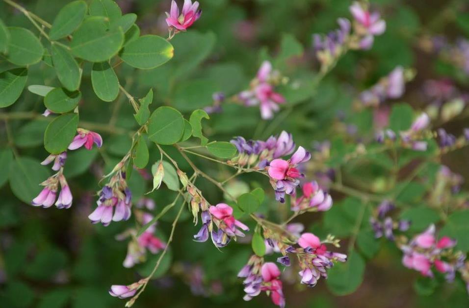 藏在身边的“减肥草”，民间俗称“随军茶”，对瘦身有奇效