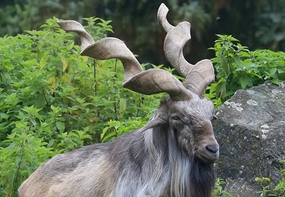 你应该了解的巴基斯坦,巴基斯坦有哪些冷知识