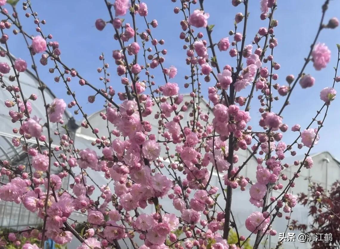 榆叶梅病害有哪些,榆叶梅的观赏特性有哪些呢