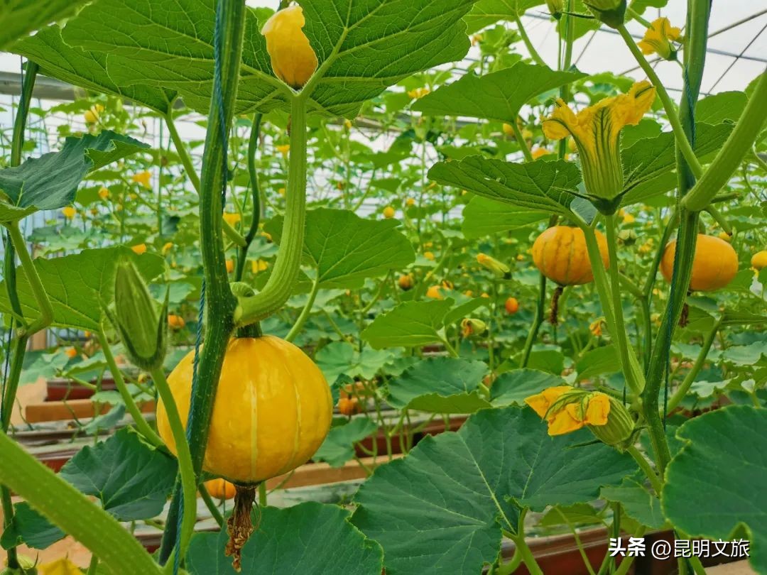 昆明一日游小众打卡景点冬天,小众的昆明周边度假景点