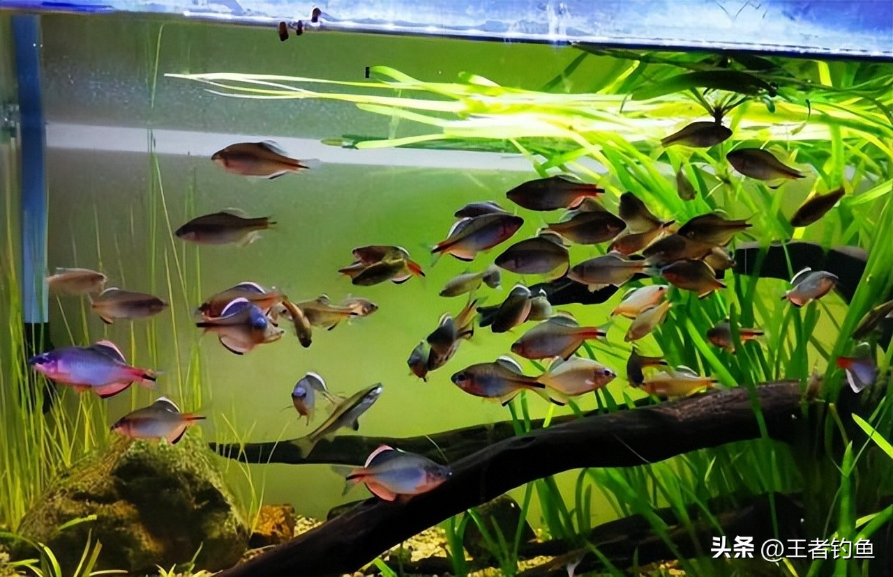 鳑鲏几月最好钓,鳑鲏什么季节好钓