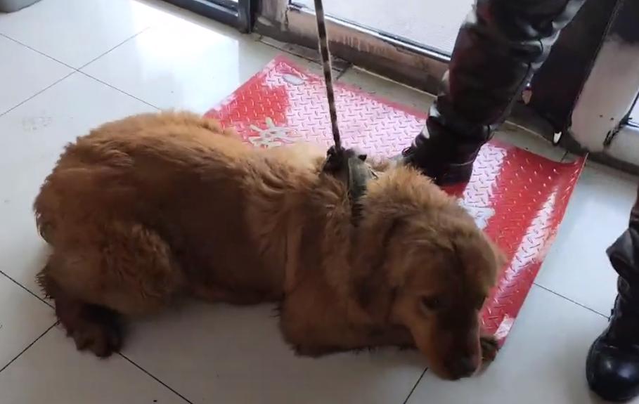 金毛被多次抛弃后跑回家,被淘汰的金毛