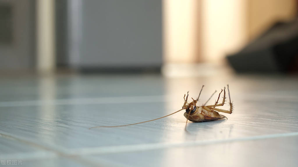 出现一只蟑螂代表家里很多蟑螂,家里发现三只蟑螂会有蟑螂窝吗