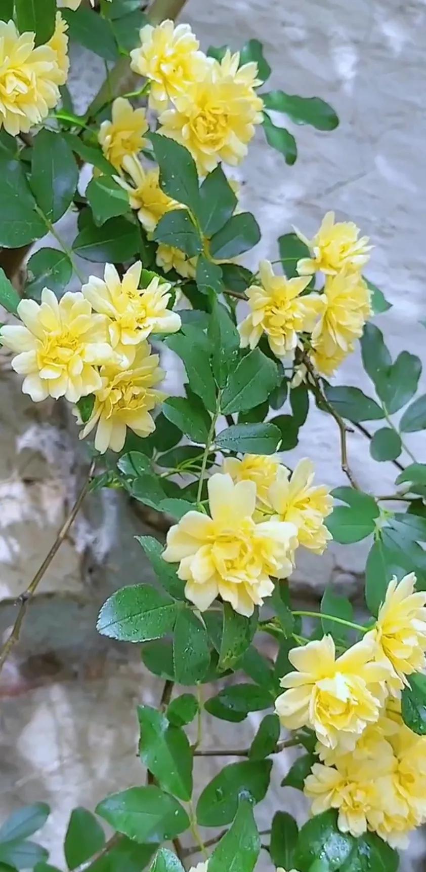 黄木香花的图片大全欣赏,怡人木香花图片欣赏