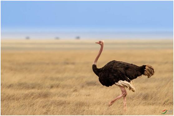 鸟类在分类学中统称为什么,鸟纲分类总表