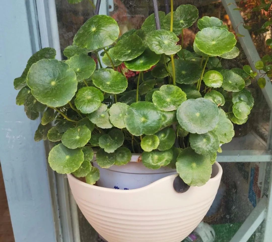 喜湿怕涝的花怎么养,这几种花草浇水浇不对越养越不好