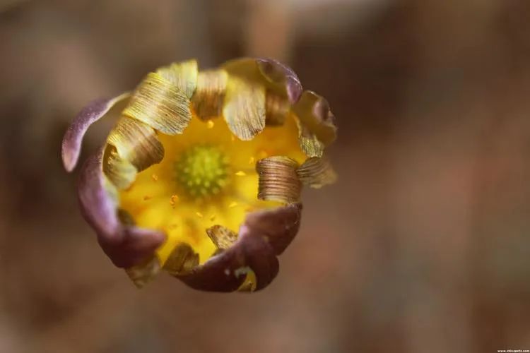 万物有灵|赶赴早春的约会——冰凌花