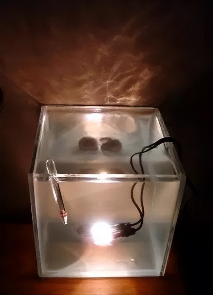 海水珊瑚缸鹦鹉螺,海水缸珊瑚视频大全