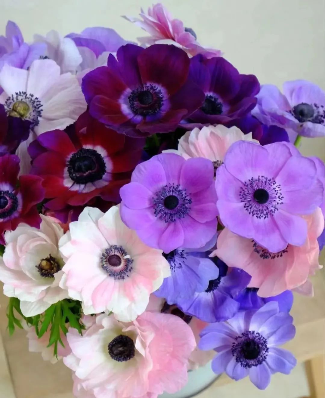 球根类花卉有哪些比较好养,有哪些好看的球根花卉盆栽