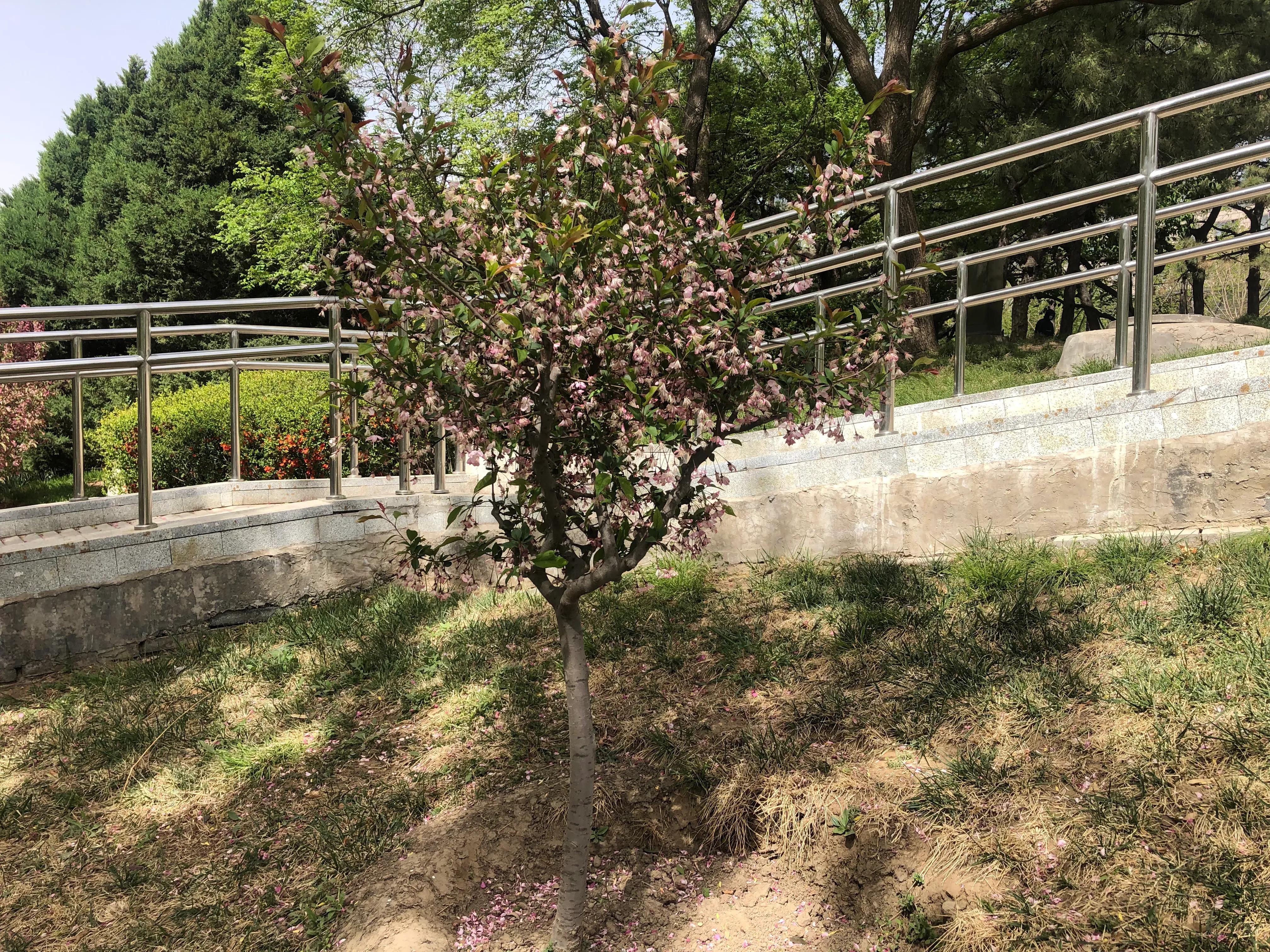 海棠四品怎么样,海棠四品指的是什么