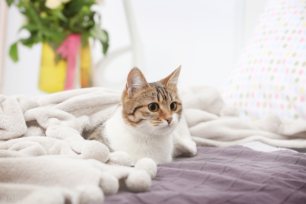 得了新冠能传染给家里的宠物狗吗,猫得新冠病毒会传染给人吗