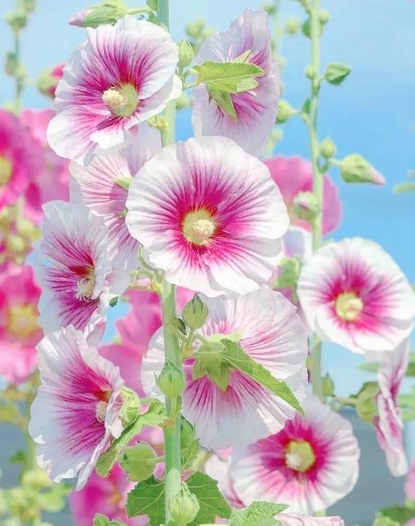 欣赏五颜六色的鲜花,五颜六色的鲜花太漂亮