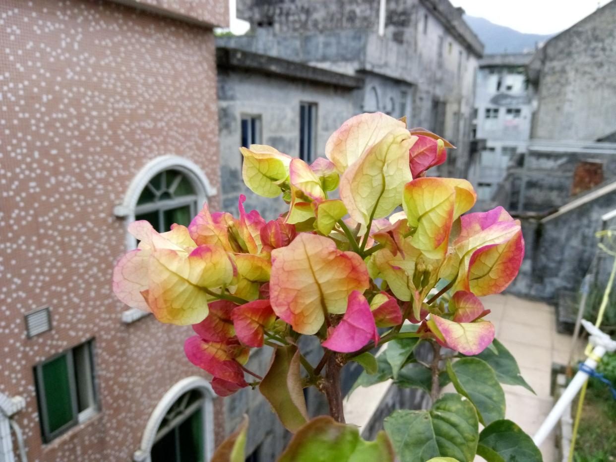 10种公认最好养的花三角梅,十种勤花三角梅